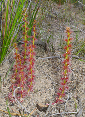 Drosera platypoda