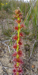 Drosera platypoda
