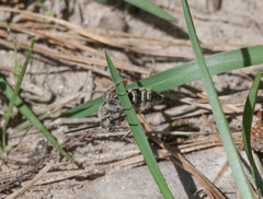 Dielis plumipes