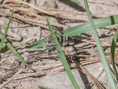 Dielis plumipes