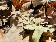 Argia immunda