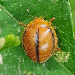 Epilachna cacica