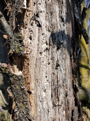 Insecta