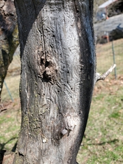 Insecta