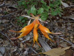 Lambertia inermis