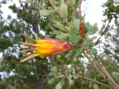 Lambertia inermis