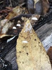 Collybiopsis quercophila