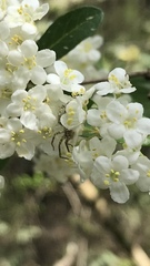 Viburnum obovatum