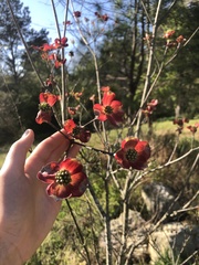 Cornus florida rubra