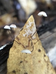 Collybiopsis quercophila