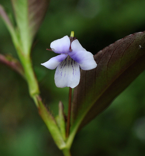 Viola stipularis Sw.