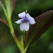 Viola stipularis - Photo (c) Todd Boland, alguns direitos reservados (CC BY-NC), uploaded by Todd Boland