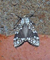 Tessella jorgenseni