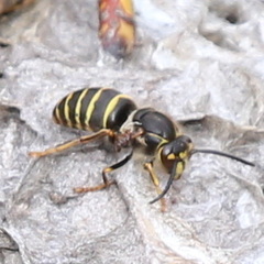 Dolichovespula media