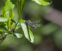 Hylogomphus apomyius