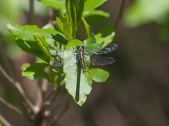 Hylogomphus apomyius