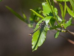 Hylogomphus apomyius