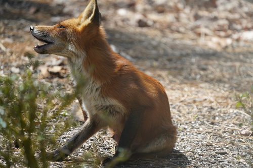 Eastern American Red Fox photographed in New Jersey