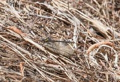 Hylogomphus apomyius