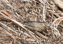 Hylogomphus apomyius