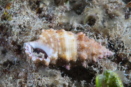 Cerithium echinatum observed 2021-04-03