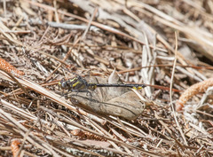 Hylogomphus apomyius