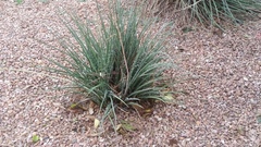 Hesperaloe parviflora