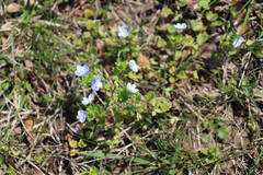 Veronica persica