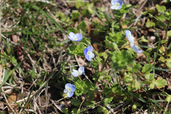Veronica persica