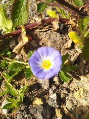 Convolvulus tricolor