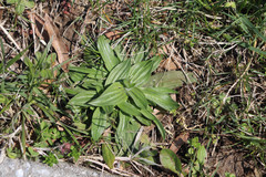 Plantago lanceolata