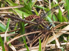 Phanogomphus minutus