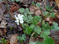 Corydalis caucasica
