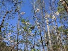 Rhododendron alabamense