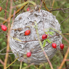 Dolichovespula media