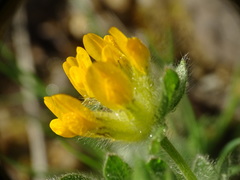 Anthyllis lotoides