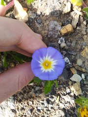 Convolvulus tricolor