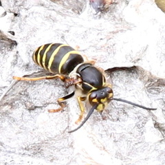 Dolichovespula media