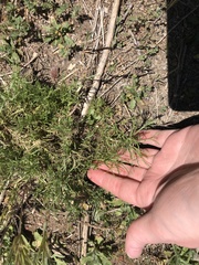 Artemisia palmeri