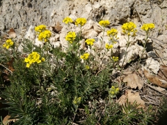 Alyssum montanum