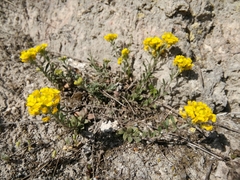 Alyssum montanum