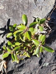 Veronica hulkeana