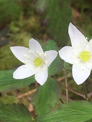 Anemonoides quinquefolia