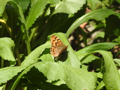 Pararge aegeria aegeria