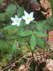 Anemonoides quinquefolia