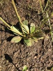 Lindernia dubia