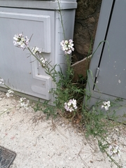 Diplotaxis erucoides