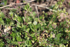 Stellaria media