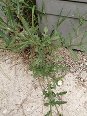 Diplotaxis erucoides