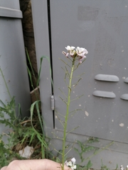 Diplotaxis erucoides